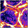 Collective motion in biological matter
