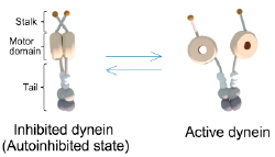 Two-state model of dynein