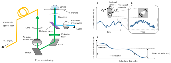 Fig. 3  Measurement setup and schematic diagram of principles of polarization-dependent FCS(pol-FC).