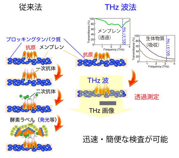 図1　従来法とTHz波による検出法の比較