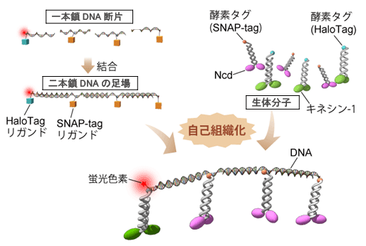 図1．自己組織的な分子システム構築法