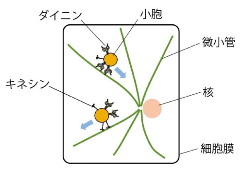 図1：細胞内輸送の模式図