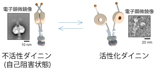 図2：ダイニンの活性化の模式図と電子顕微鏡像