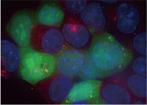 遺伝子導入された胚性幹細胞（緑色）