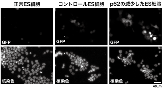 図2: マウス胚性幹細胞の遺伝子導入効率の比較