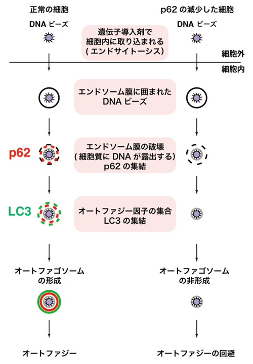 図4: 細胞内にDNAビーズを入れた際の細胞内反応