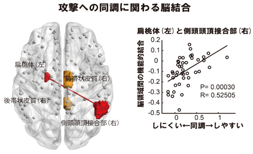 図8　攻撃への同調の程度と相関する脳の機能的結合強度