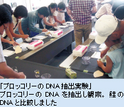 「ブロッコリーのDNA抽出実験」ブロッコリーのDNAを抽出し観察。鮭のDNAと比較しました