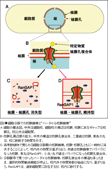 図2●細胞分裂での核膜崩壊と“バーチャル核膜崩壊”A. 細胞の概念図。中央は細胞核、細胞核の周辺は核膜、核膜にあるギャップは核膜孔、核以外は細胞質。 B. 核膜孔周辺部の拡大。中央の構造は核膜孔複合体、二重線は核膜、黄色の丸は、核に移動する物質を示す。 C. 高等動植物で見られる細胞分裂期の核膜崩壊。核膜・核膜孔ともに一時的に消失することによって、核内外の物質が混ざり合う。赤線は核膜崩壊でバラバラになった核膜、青丸はRanGAP1、小さい丸や線はバラバラになった核膜孔複合体。 D. 分裂酵母で見つかったバーチャル核膜崩壊。核膜孔複合体の構造も保ったまま、選択的物質輸送機能が停止し、核内外の物質移動が自由になり、混ざり合う。RanGAP1は、通常細胞質に存在するが、核内に移行する。