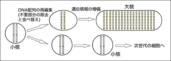 図2●再編集と増幅によって形成される大核のゲノムDNA