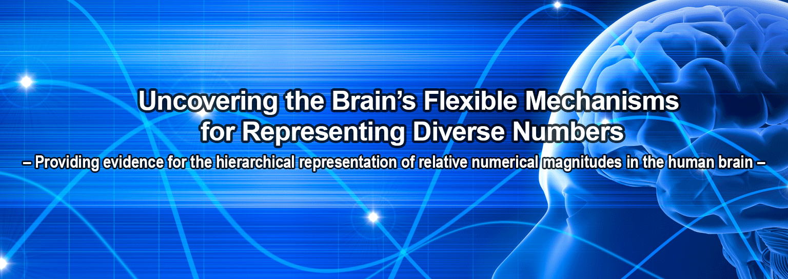 Uncovering the Brain’s Flexible Mechanisms for Representing Diverse Numbers