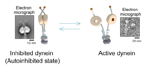 Figure 1  Two-state model of dynein
