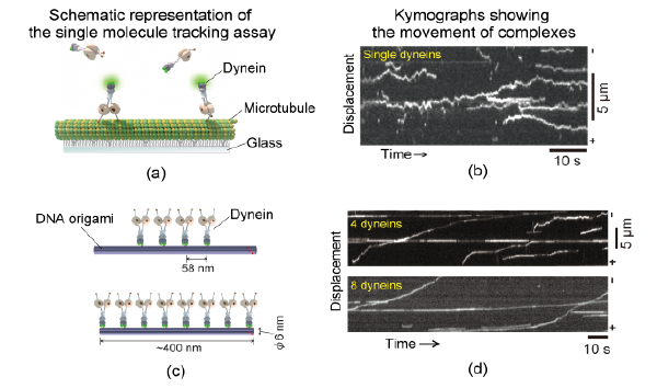 Figure 2  Schematics and kymographs depicting the movement of dynein