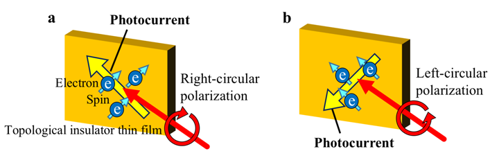 Figure: Schematics of spin-polarized photocurrent on the surfaces of TI thin films generated by optical pulses with (a) right- and (b) left-circular polarizations. Blue circles, blue arrows, and yellow arrows show spin-polarized electrons, the direction of spin polarization and the flow direction of the photocurrent generated by optical pulses, respectively. This figure shows that the flow direction of the spin-polarized photocurrent is changed by the optical pulses with the right- and left-circular polarizations.