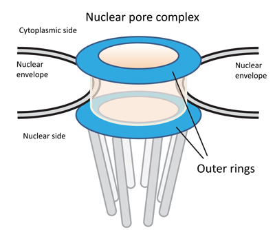 Fig 1. Schematic of the nuclear pore complex.