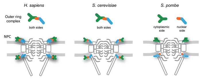 Fig 2. Schematic drawings of the outer ring complex and the NPC structure in H. sapiens (left) and S. cerevisiae (middle) in comparison to that in S. pombe (right).