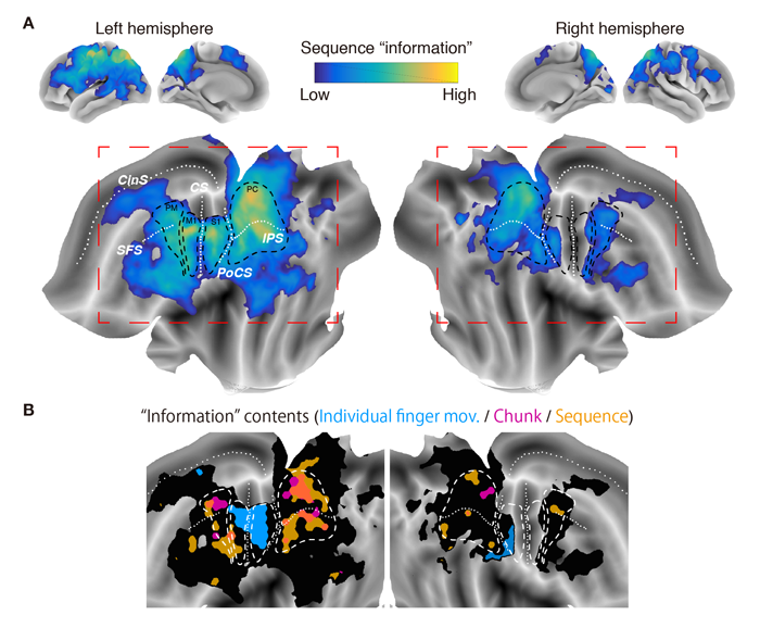 Figure 2. Cortical “information” map for skilled finger movement sequence