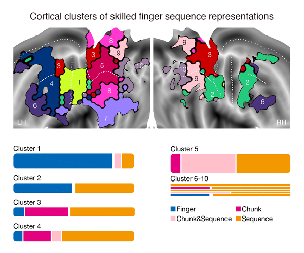 Figure 3. Cortical clusters and their memory “storage” for skilled finger sequence representations