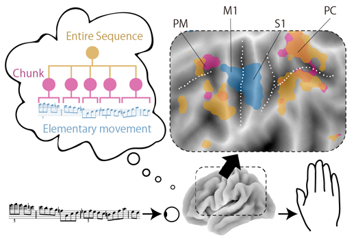 Hierarchical organization of motor sequence