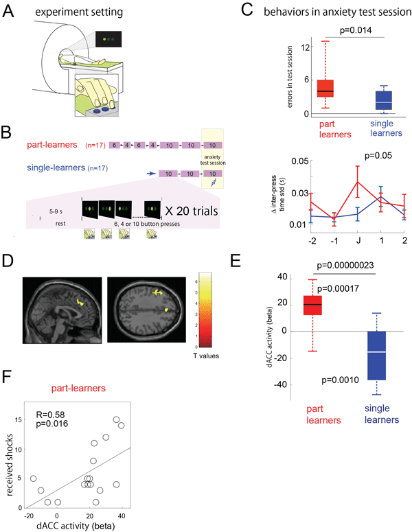 Fig. 6. Design and results of experiment 2 (fMRI).