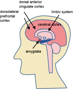 Fig. 3. Illustration of the brain and relative position of the dACC.