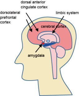 Fig. 3. Illustration of the brain and relative position of the dACC. Fig. 3. Illustration of the brain and relative position of the dACC.