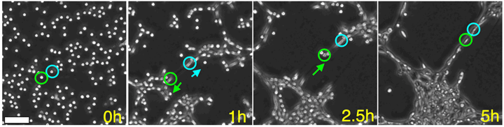 Fig.3 Fig.3