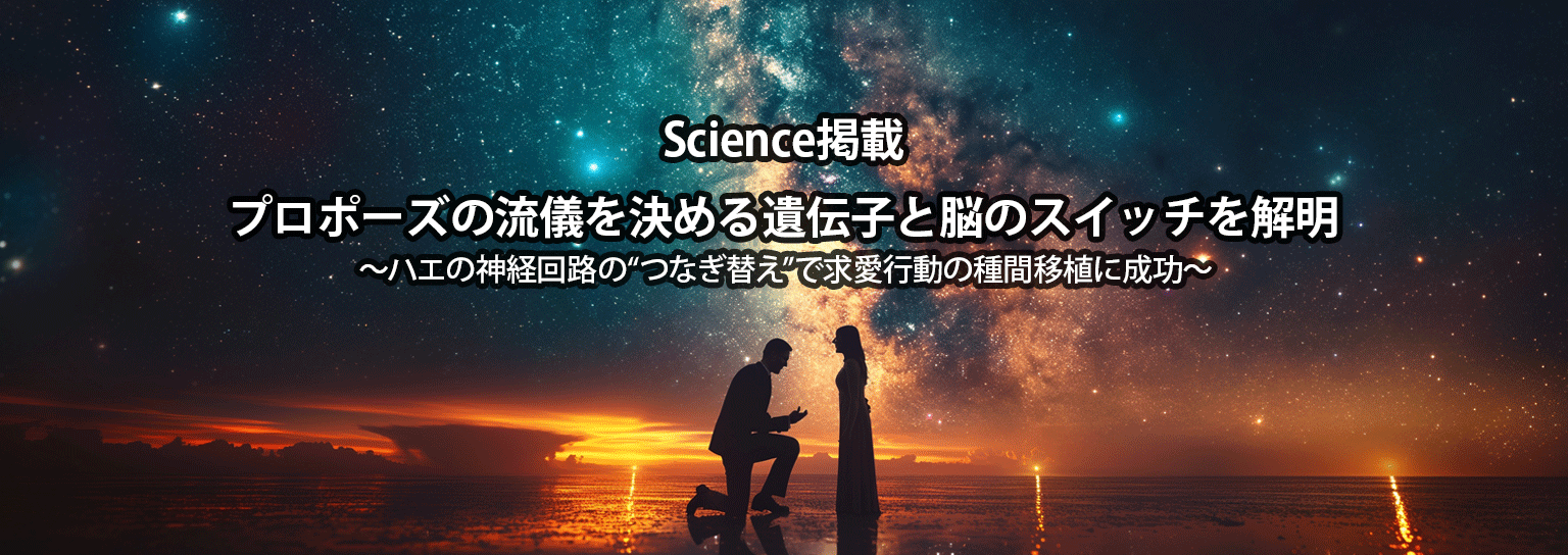 プロポーズの流儀を決める遺伝子と脳のスイッチを解明