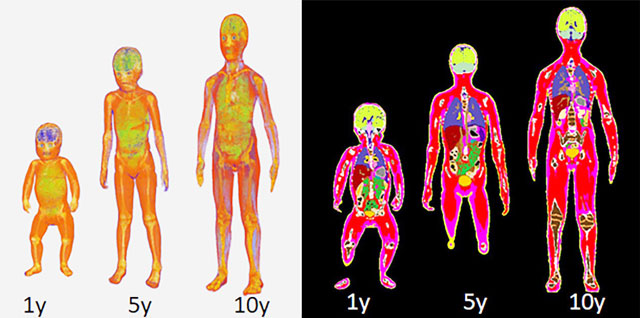 図3：ICRP準拠小児数値モデル（左右両図とも､左から1歳児､5歳児､10歳児の数値モデル）。人体を構成する組織の種類により色分けして表示している。左図は皮膚を透明化した小児数値モデルの3次元表示画像。右図は小児数値モデルの断面図。