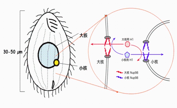 図　Nup98による選択的物質輸送のイメージ図と構造