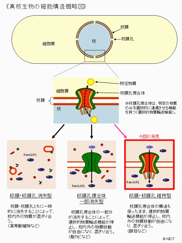 《真核生物の細胞構造概略図》