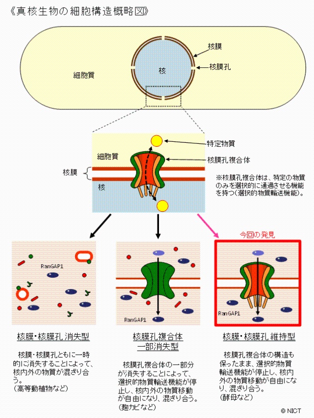 《真核生物の細胞構造概略図》 《真核生物の細胞構造概略図》
