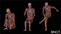 数値人体モデルのポーズ（姿勢）変更例