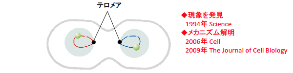 （２）テロメアが核膜上の一か所に集合