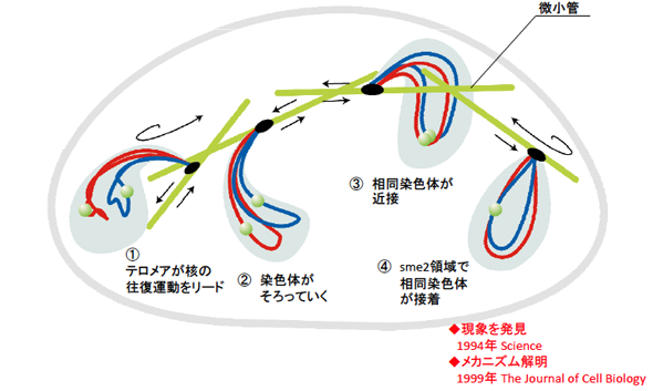 （４）核の往復運動による相同染色体の近接と接着