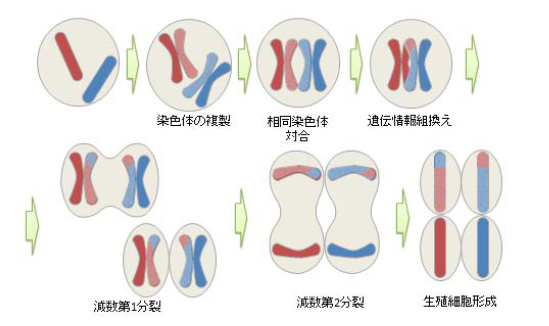 （減数分裂イメージ図） 染色体数1 セット2 本のみの簡易モデル