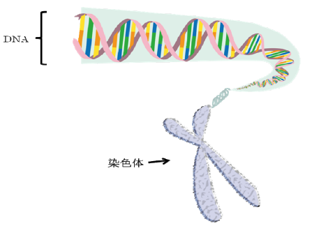 （DNA・染色体構造の簡易イメージ図）
