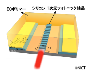 (b) 断面の拡大模式図