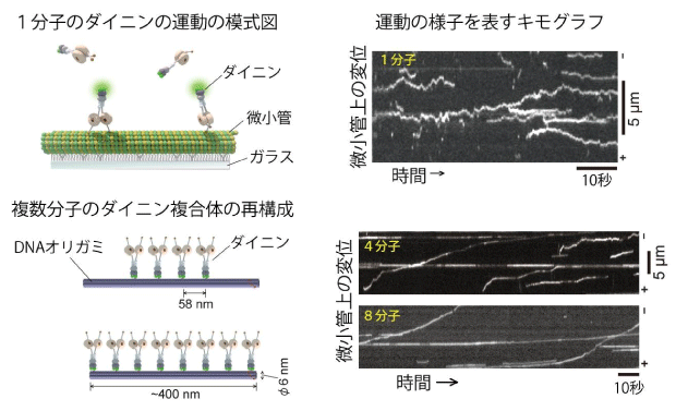 図3：ダイニンの運動の模式図とキモグラフ