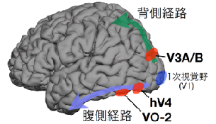 図2：光沢知覚に関わる脳部位（赤く示した箇所）