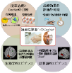 脳情報に基づく疾患の解明と治療方法の開発