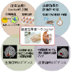 脳情報に基づく疾患の解明と治療方法の開発 脳情報に基づく疾患の解明と治療方法の開発
