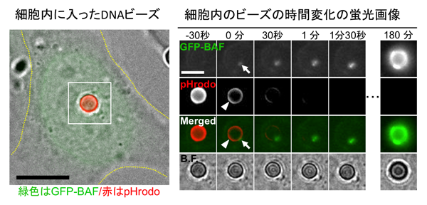 図2：細胞内に入ったビーズ