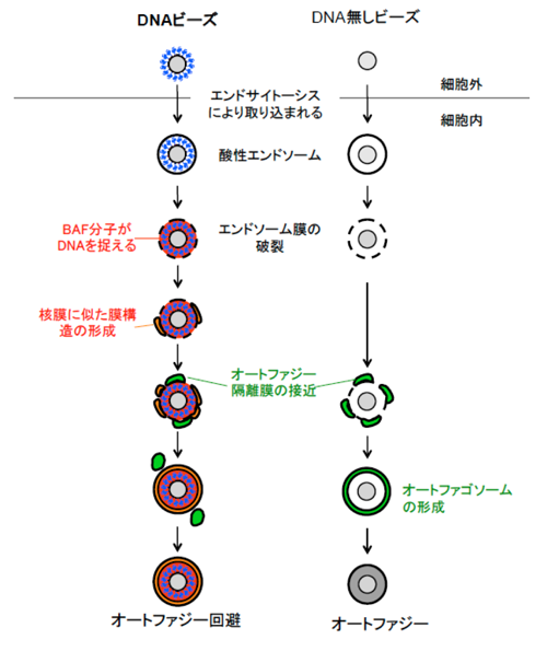 図5：細胞内にビーズを入れた際の細胞内反応　左：DNAビーズを入れた場合、右：DNA無しビーズを入れた場合