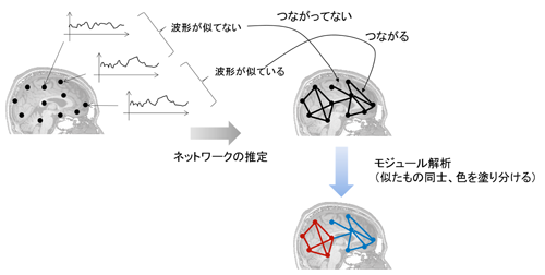 脳機能ネットワークのモジュール解析（色の塗り分け）