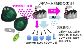 図1 栄養悪化時にリソースを節約する細胞の仕組み 図1 栄養悪化時にリソースを節約する細胞の仕組み
