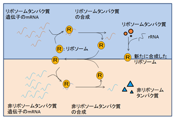 図2　リボソームタンパク質と非リボソームタンパク質の合成