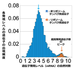 図4 高発現域に見つかった遺伝子群のピーク(橙色) 図4 高発現域に見つかった遺伝子群のピーク(橙色)