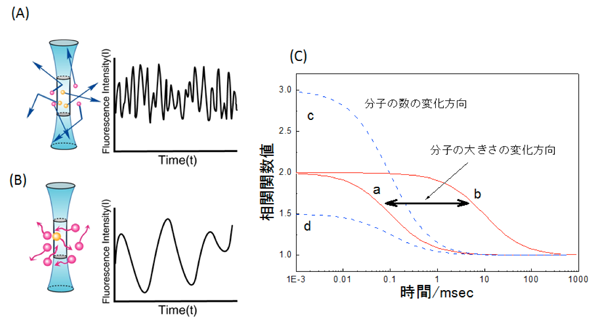 （A）共焦点領域を通過する小さな分子の早い蛍光強度の変化、（B）共焦点領域を通過する大きな分子ゆっくりした蛍光強度の変化、（C）自己相関関数の変化と分子数、分子の動きの関係
