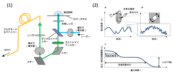 図2　蛍光偏光相関分光法（pol-FCS）、 (1) 測定系、(2) 測定原理